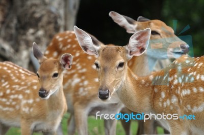 Chital Deer Mother And Child Stock Photo