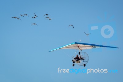 Christian Moulec And His Geese Stock Photo