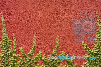 Climbing Ficus Pumila On Red Wall Stock Photo