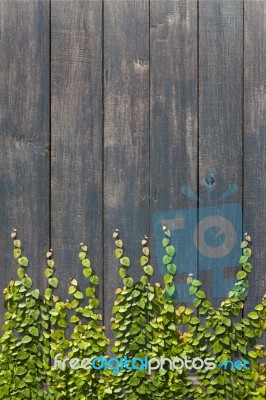 Climbing Ficus Pumila On Wall Stock Photo