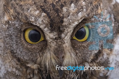 Close Up Eye Of Oriental Scops Owl Stock Photo