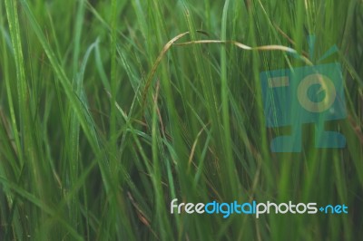Close Up Green Grass Stock Photo