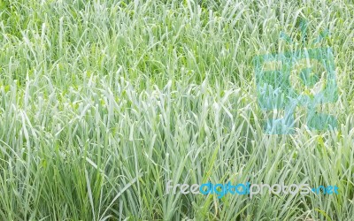 Close Up Green Grass Field Stock Photo