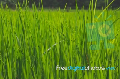 Close Up Green Grass In A Field Stock Photo