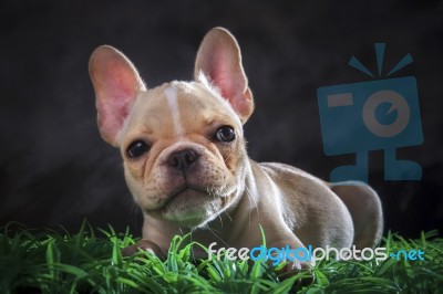 Close Up Lovely Face Of French Bull Dog Lying On Green Grass Flo… Stock Photo