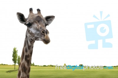 Close Up Of A Giraffe Stock Image