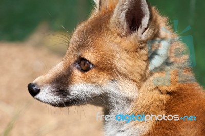 Close-up Of A Red Fox (vulpes Vulpes) Stock Photo