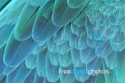 Close Up Of Blue And Yellow Macaw Wing Stock Photo