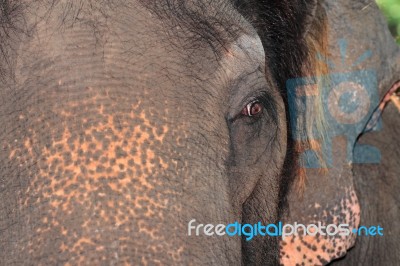 Close Up Of Elephants Face Stock Photo