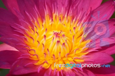 Close Up Of Lotus Flower Stock Photo
