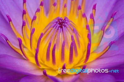 Close Up Of Pink Water Lily Stock Photo