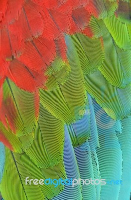 Close Up Of Scarlet Macaw Wing Stock Photo