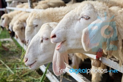 Close Up Of Sheep In Farm Stock Photo