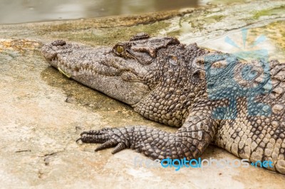 Close-up On Crocodile Stock Photo