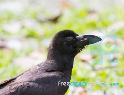 Close Up Raven ,black Birds Crow Head And Bill Against Green Blu… Stock Photo