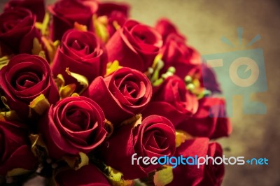 Close Up Rose Flower On Vintage-retro Color Stock Photo