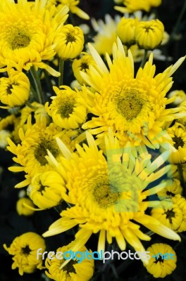 Close Up Yellow Chrysanthemum Flowers Stock Photo