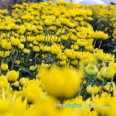 Close Up Yellow Chrysanthemum Flowers In Garden Stock Photo