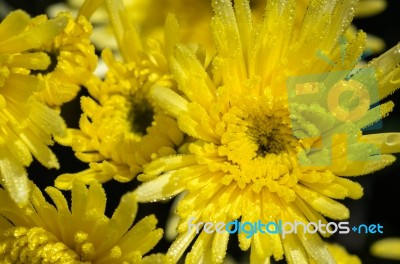 Close Up Yellow Chrysanthemum Morifolium Flowers Stock Photo