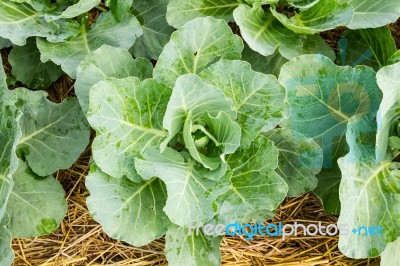 Closeup Cabbage Stock Photo