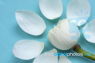 Closeup Fresh White Lotus Flower Stock Photo