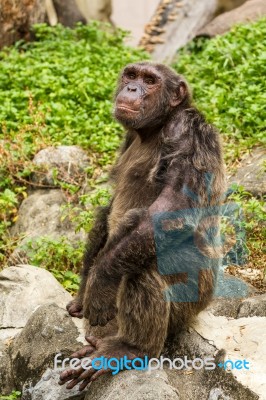 Closeup On Chimpanzee Stock Photo