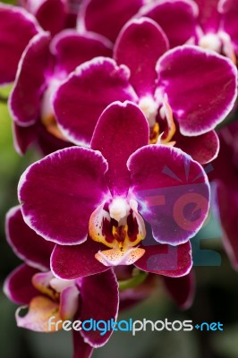 Closeup Purple Butterfly Orchids Stock Photo