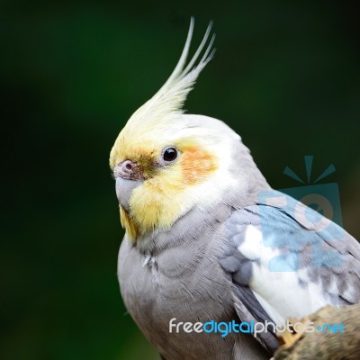 Cockatiel Stock Photo