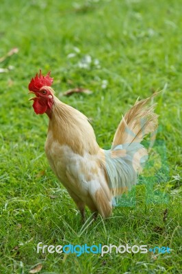 Cockerel In Grass Stock Photo