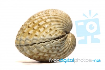 Cockle Seashell Stock Photo
