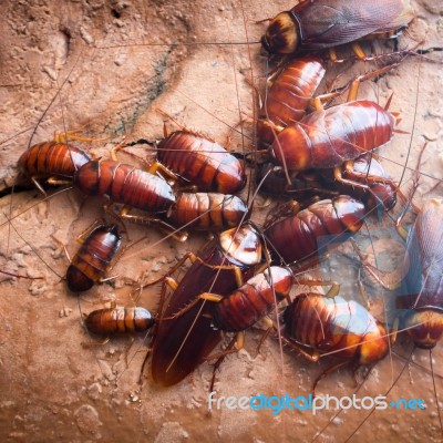 Cockroach Stock Photo