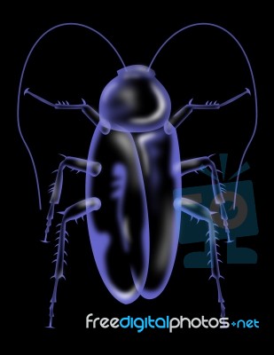 Cockroach Silhouette Stock Image