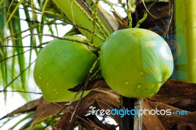 Coconut Stock Photo