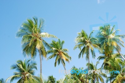 Coconut Palm Trees Stock Photo