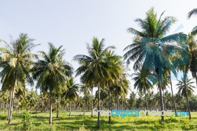 Coconut Plantation Stock Photo