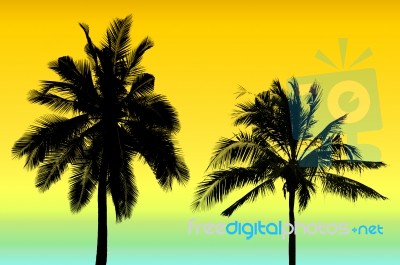 Coconut Tree Silhouette Stock Photo