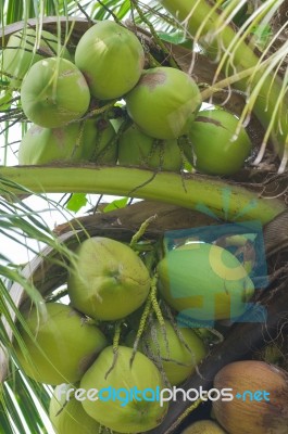 Coconuts Stock Photo