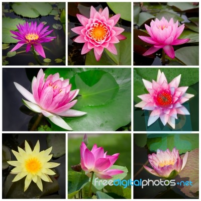 Collection Lotus Stock Photo
