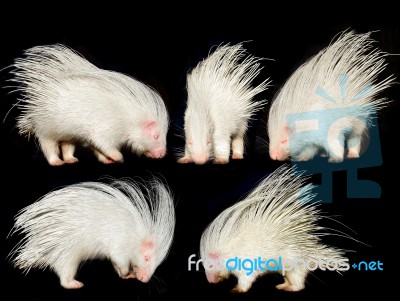 Collection Of Porcupine Isolated Stock Photo