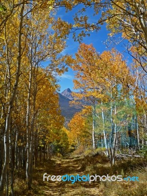 Colorado Fall Colors Stock Photo