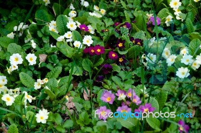 Colored Primula Stock Photo