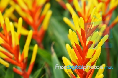 Colorful Bromeliad Flower Stock Photo