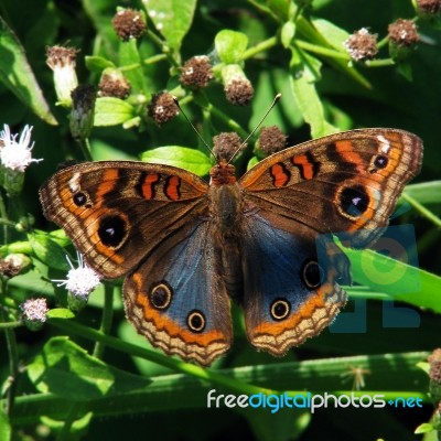 Colorful Butterfly Stock Photo
