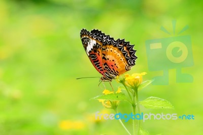 Colorful Butterfly And The Flower Stock Photo