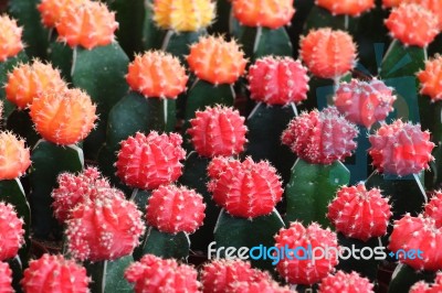 Colorful Cactus Flowers Stock Photo