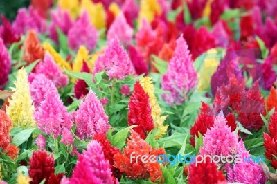 Colorful Celosia Stock Photo