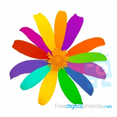 Colorful Flowers Stock Photo