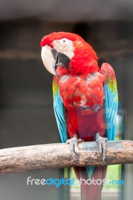 Colorful Green Winged Macaw Stock Photo