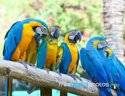 Colorful Macaw Stock Photo