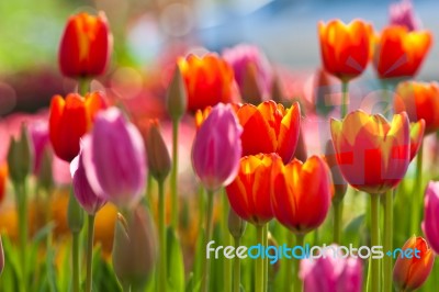 Colorful Tulips Stock Photo
